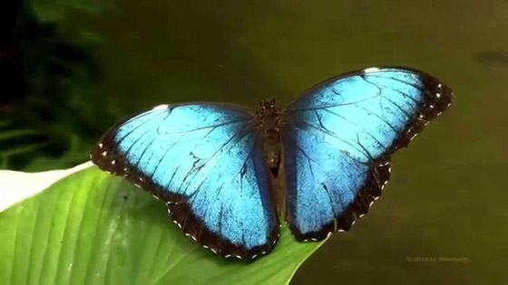 10 حقائق مذهلة عن فراشات المورفو الزرقاء صورة رقم 8