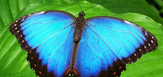 10 حقائق مذهلة عن فراشات المورفو الزرقاء صورة رقم 9