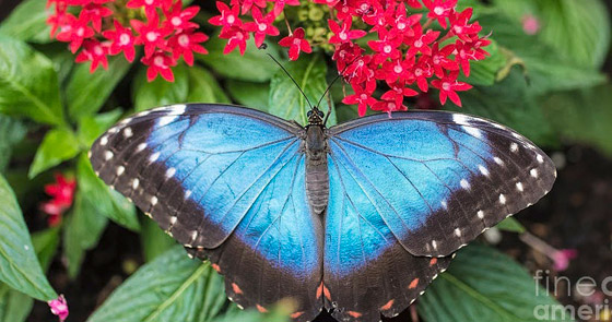 10 حقائق مذهلة عن فراشات المورفو الزرقاء صورة رقم 10