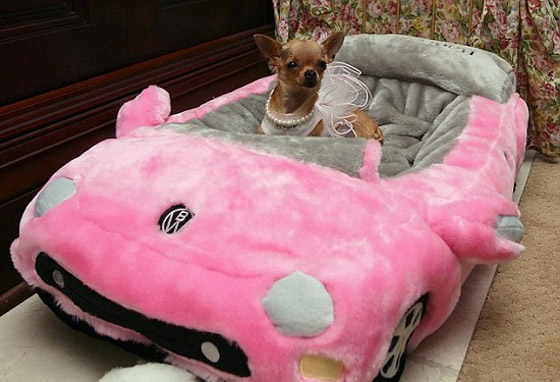 أغنى حيوانات أليفة في العالم أبرزهم: قط يمتلك 200 مليون دولار صورة رقم 6 أغنى حيوانات أليفة في العالم أبرزهم: قط يمتلك 200 مليون دولار صورة رقم 6