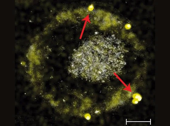 بكتيريا قادرة على إفراز شذرات الذهب.. هل يمكننا استغلالها بصنع الذهب؟ صورة رقم 5