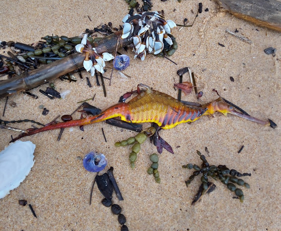 على أحد شواطئ أستراليا.. اكتشاف مخلوق غريب بألوان رائعة! صورة رقم 1 على أحد شواطئ أستراليا.. اكتشاف مخلوق غريب بألوان رائعة! صورة رقم 1