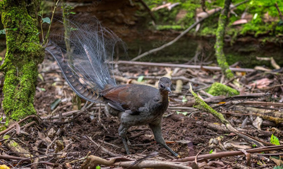 أغرب الحقائق عن طائر القيثارة… أعجوبة الطبيعة في تقليد الأصوات صورة رقم 4