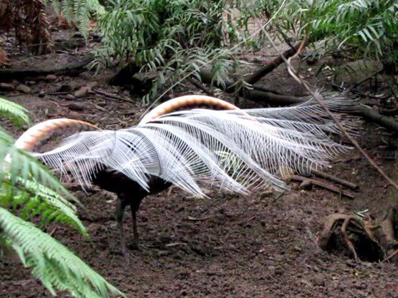 أغرب الحقائق عن طائر القيثارة… أعجوبة الطبيعة في تقليد الأصوات صورة رقم 5