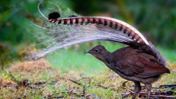 أغرب الحقائق عن طائر القيثارة… أعجوبة الطبيعة في تقليد الأصوات صورة رقم 6