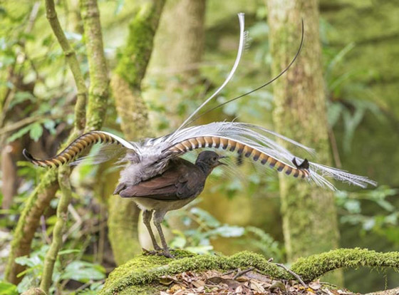 أغرب الحقائق عن طائر القيثارة… أعجوبة الطبيعة في تقليد الأصوات صورة رقم 8