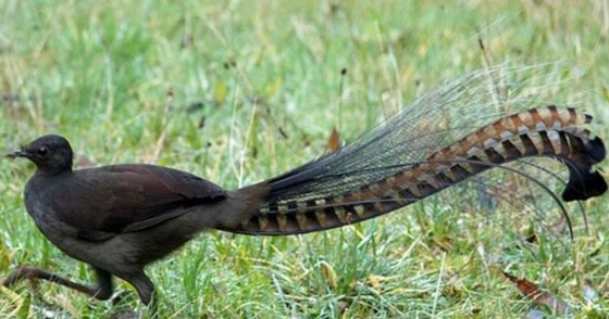 أغرب الحقائق عن طائر القيثارة… أعجوبة الطبيعة في تقليد الأصوات صورة رقم 7