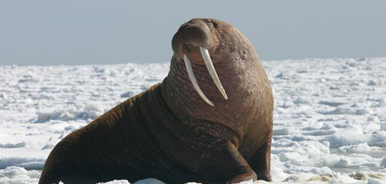 10 حقائق ممتعة عن حيوان الفظ صورة رقم 3