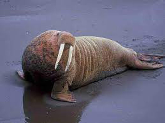 10 حقائق ممتعة عن حيوان الفظ صورة رقم 6