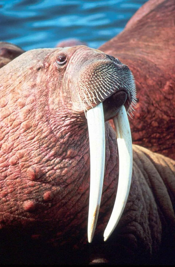 10 حقائق ممتعة عن حيوان الفظ صورة رقم 9