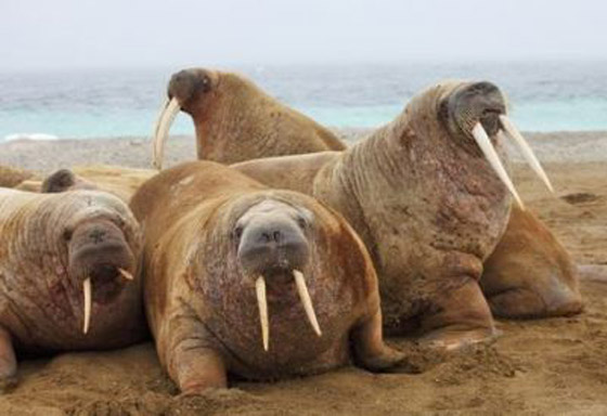 10 حقائق ممتعة عن حيوان الفظ صورة رقم 10