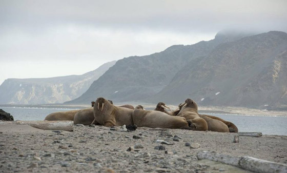 10 حقائق ممتعة عن حيوان الفظ صورة رقم 11