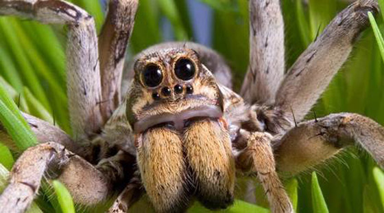 13 شيئًا مخيفاً غريزياً للإنسان صورة رقم 4