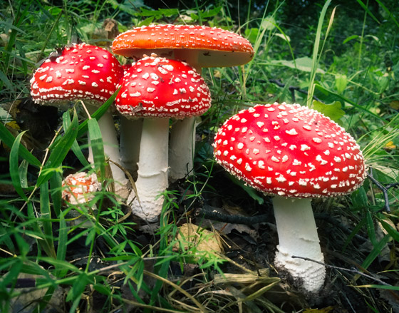 الفطر يتواصل مع بعضه باستخدام 50 كلمة! خلاياه تتشابه مع الخلايا البشرية صورة رقم 1 الفطر يتواصل مع بعضه باستخدام 50 كلمة! خلاياه تتشابه مع الخلايا البشرية صورة رقم 1