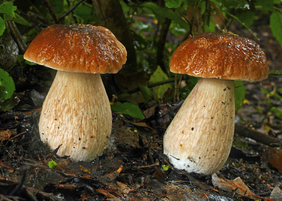 الفطر يتواصل مع بعضه باستخدام 50 كلمة! خلاياه تتشابه مع الخلايا البشرية صورة رقم 6 الفطر يتواصل مع بعضه باستخدام 50 كلمة! خلاياه تتشابه مع الخلايا البشرية صورة رقم 6