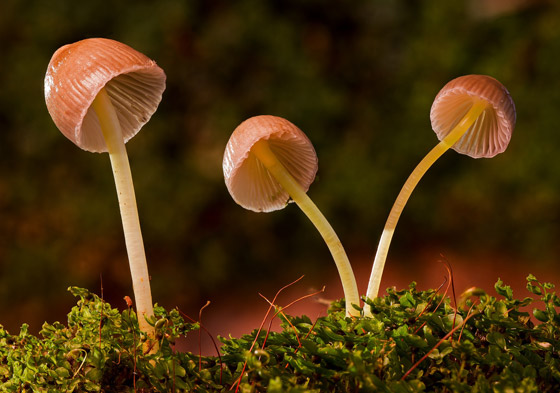 الفطر يتواصل مع بعضه باستخدام 50 كلمة! خلاياه تتشابه مع الخلايا البشرية صورة رقم 7 الفطر يتواصل مع بعضه باستخدام 50 كلمة! خلاياه تتشابه مع الخلايا البشرية صورة رقم 7