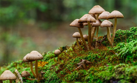 الفطر يتواصل مع بعضه باستخدام 50 كلمة! خلاياه تتشابه مع الخلايا البشرية صورة رقم 2 الفطر يتواصل مع بعضه باستخدام 50 كلمة! خلاياه تتشابه مع الخلايا البشرية صورة رقم 2