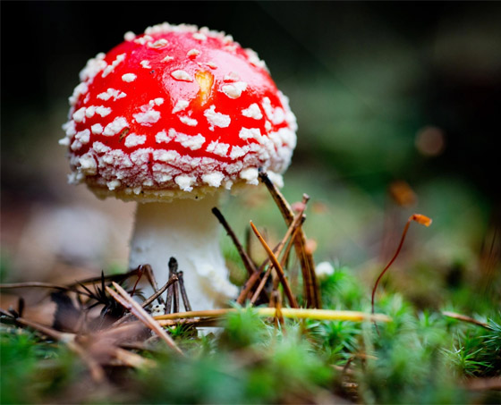 الفطر يتواصل مع بعضه باستخدام 50 كلمة! خلاياه تتشابه مع الخلايا البشرية صورة رقم 5 الفطر يتواصل مع بعضه باستخدام 50 كلمة! خلاياه تتشابه مع الخلايا البشرية صورة رقم 5