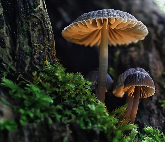 الفطر يتواصل مع بعضه باستخدام 50 كلمة! خلاياه تتشابه مع الخلايا البشرية صورة رقم 3 الفطر يتواصل مع بعضه باستخدام 50 كلمة! خلاياه تتشابه مع الخلايا البشرية صورة رقم 3