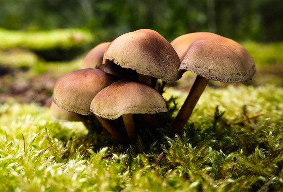 الفطر يتواصل مع بعضه باستخدام 50 كلمة! خلاياه تتشابه مع الخلايا البشرية صورة رقم 4 الفطر يتواصل مع بعضه باستخدام 50 كلمة! خلاياه تتشابه مع الخلايا البشرية صورة رقم 4