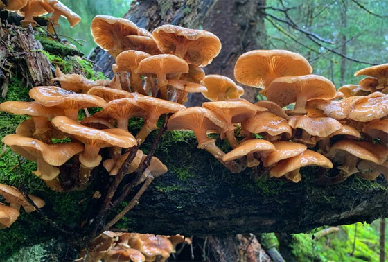 الفطر يتواصل مع بعضه باستخدام 50 كلمة! خلاياه تتشابه مع الخلايا البشرية صورة رقم 8 الفطر يتواصل مع بعضه باستخدام 50 كلمة! خلاياه تتشابه مع الخلايا البشرية صورة رقم 8