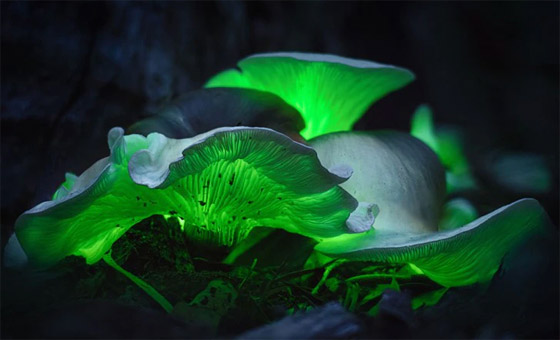 الفطر يتواصل مع بعضه باستخدام 50 كلمة! خلاياه تتشابه مع الخلايا البشرية صورة رقم 9 الفطر يتواصل مع بعضه باستخدام 50 كلمة! خلاياه تتشابه مع الخلايا البشرية صورة رقم 9