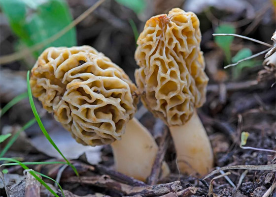 الفطر يتواصل مع بعضه باستخدام 50 كلمة! خلاياه تتشابه مع الخلايا البشرية صورة رقم 10 الفطر يتواصل مع بعضه باستخدام 50 كلمة! خلاياه تتشابه مع الخلايا البشرية صورة رقم 10