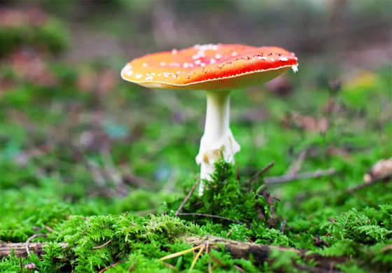 الفطر يتواصل مع بعضه باستخدام 50 كلمة! خلاياه تتشابه مع الخلايا البشرية صورة رقم 11 الفطر يتواصل مع بعضه باستخدام 50 كلمة! خلاياه تتشابه مع الخلايا البشرية صورة رقم 11