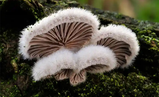 الفطر يتواصل مع بعضه باستخدام 50 كلمة! خلاياه تتشابه مع الخلايا البشرية صورة رقم 13 الفطر يتواصل مع بعضه باستخدام 50 كلمة! خلاياه تتشابه مع الخلايا البشرية صورة رقم 13