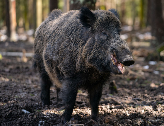 حديقة حيوانات ألمانية تغير اسم 