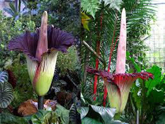 تعرف على نبات زهرة الجثة الغريبة ذات الرائحة الكريهة وأماكن انتشارها صورة رقم 4