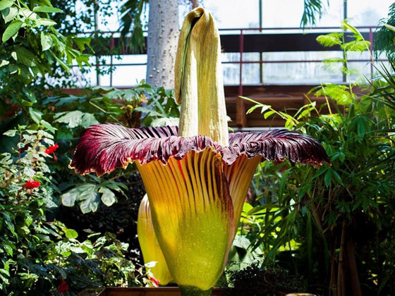 تعرف على نبات زهرة الجثة الغريبة ذات الرائحة الكريهة وأماكن انتشارها صورة رقم 2