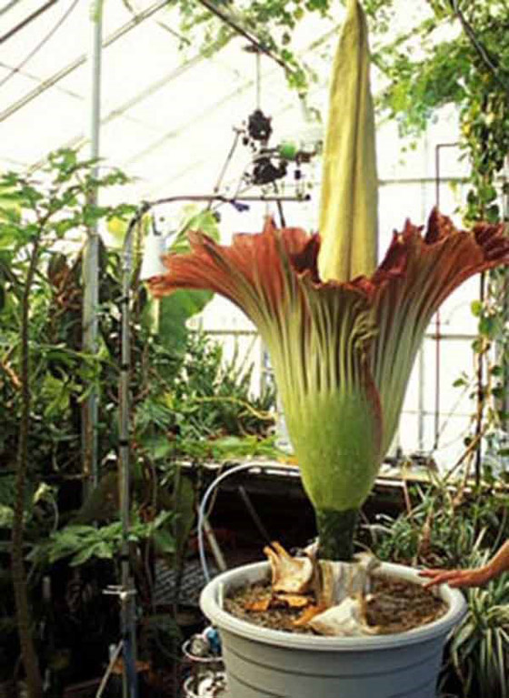 تعرف على نبات زهرة الجثة الغريبة ذات الرائحة الكريهة وأماكن انتشارها صورة رقم 7