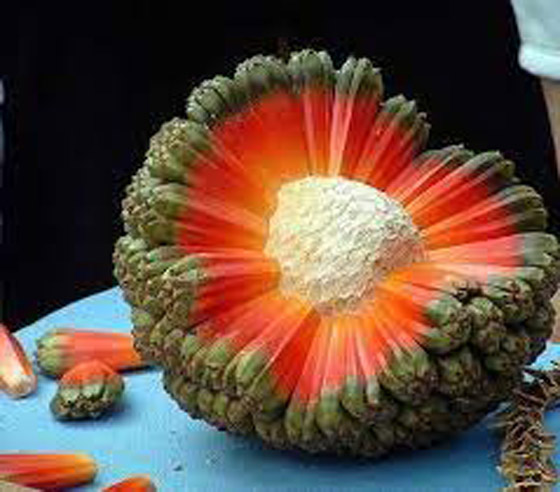 أغرب فواكه في العالم 2022 صورة رقم 16