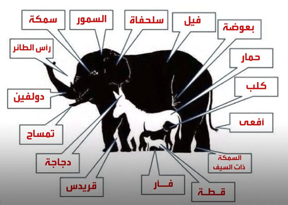 هل يمكنك تخمين عدد الحيوانات بالصورة؟ الجواب سيصدمك! صورة رقم 2 هل يمكنك تخمين عدد الحيوانات بالصورة؟ الجواب سيصدمك! صورة رقم 2