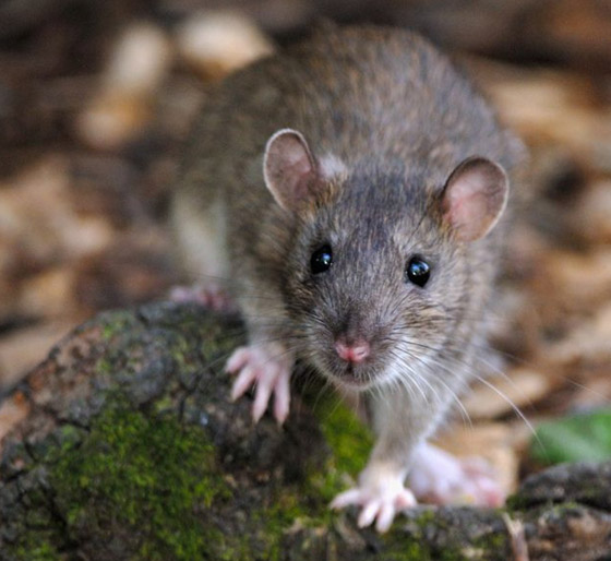 الجرذان بريئة من نشر الطاعون.. ومن الجائحة المقبلة! صورة رقم 4