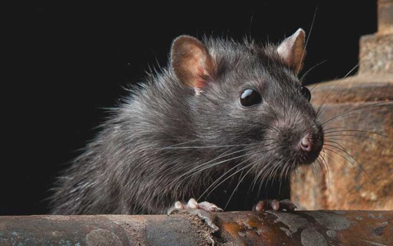 الجرذان بريئة من نشر الطاعون.. ومن الجائحة المقبلة! صورة رقم 5