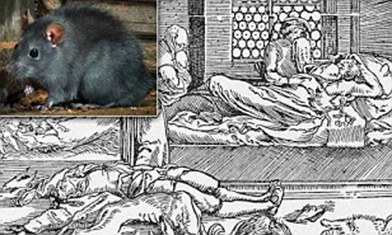 الجرذان بريئة من نشر الطاعون.. ومن الجائحة المقبلة! صورة رقم 3