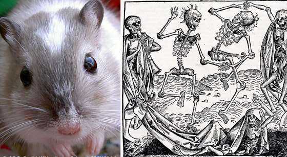 الجرذان بريئة من نشر الطاعون.. ومن الجائحة المقبلة! صورة رقم 7