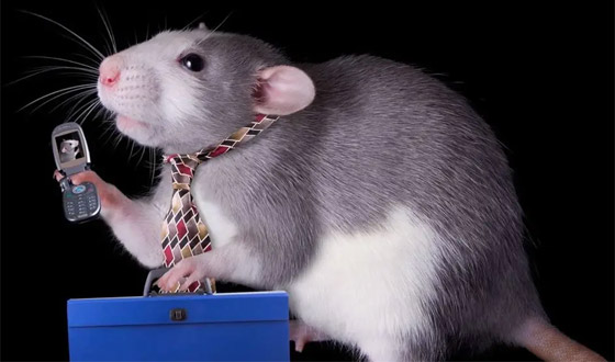 الجرذان بريئة من نشر الطاعون.. ومن الجائحة المقبلة! صورة رقم 2