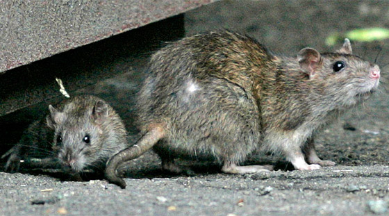 الجرذان بريئة من نشر الطاعون.. ومن الجائحة المقبلة! صورة رقم 8