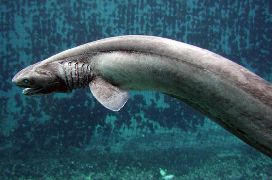 له 300 سن.. العثور على قرش نادر من 