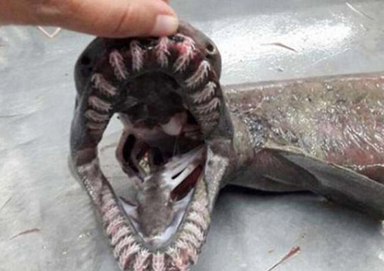 له 300 سن.. العثور على قرش نادر من 