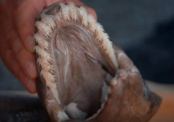 له 300 سن.. العثور على قرش نادر من 