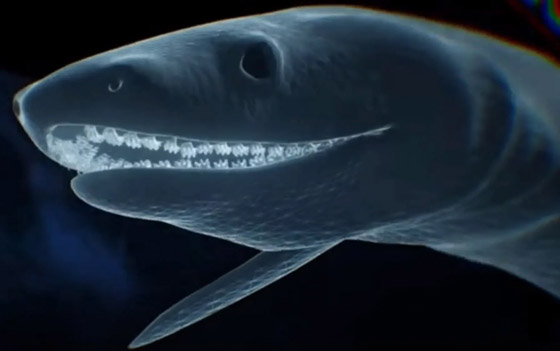 له 300 سن.. العثور على قرش نادر من 