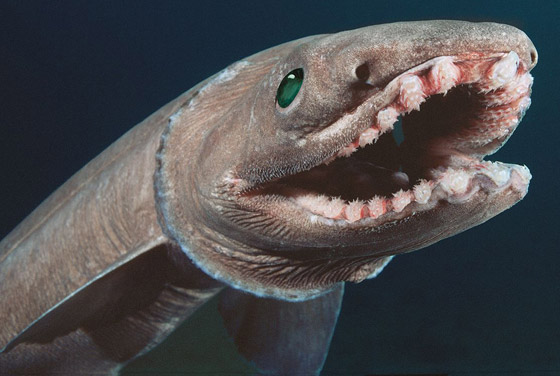 له 300 سن.. العثور على قرش نادر من 