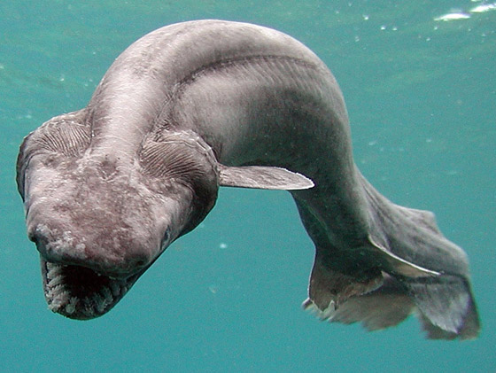 له 300 سن.. العثور على قرش نادر من 