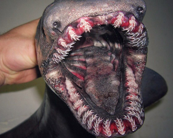 له 300 سن.. العثور على قرش نادر من 