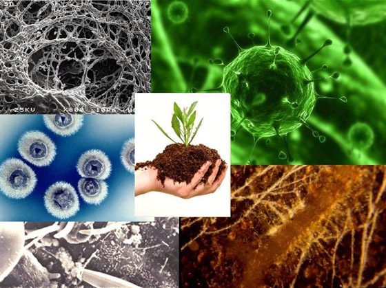 من بكتيريا التربة.. علماء يطورون طريقة من بكتيريا التربة.. علماء يطورون طريقة