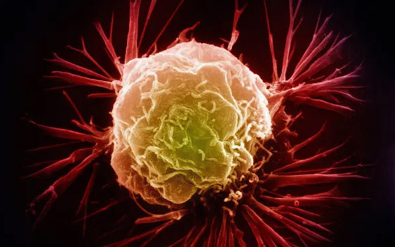 من بكتيريا التربة.. علماء يطورون طريقة من بكتيريا التربة.. علماء يطورون طريقة